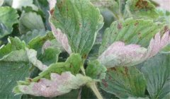 草莓白粉病的癥狀、防治方法、用什么藥好