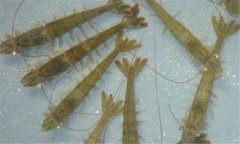 南美白對蝦病毒有哪些、怎樣防治？