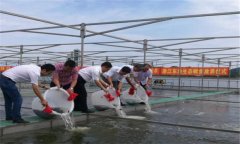 鱖魚苗什么時(shí)候放養(yǎng)，鱖魚苗一年能長(zhǎng)多大