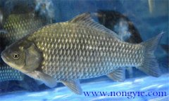 鯽魚(yú)有幾種，鯽魚(yú)種類知多少？
