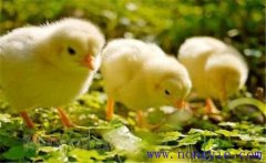 如何飼養(yǎng)小雞 怎樣讓母雞飼養(yǎng)陌生的小雞？