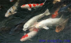 鯉魚是什么魚，鯉魚是淡水魚還是海水魚？