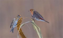 朱頂雀是國家保護動物嗎?怎么繁殖、如何飼養(yǎng)