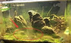 水族箱水渾濁怎么辦、用什么藥 如何布置水草