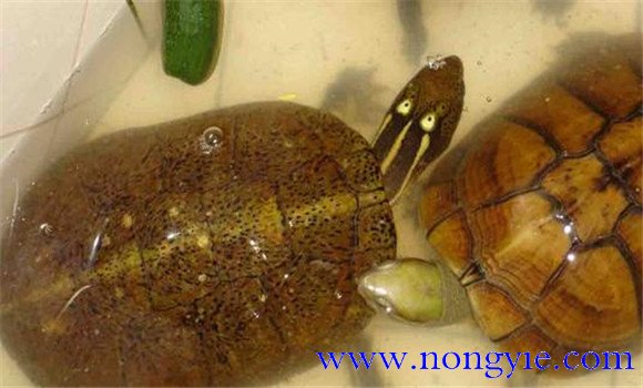 四眼斑水龜可以飼養(yǎng)嗎？