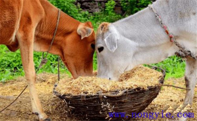 養(yǎng)牛節(jié)省草、節(jié)省飼料的九種辦法