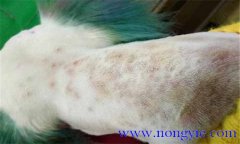 犬真菌性皮膚病癥狀表殃，如何診斷與治療