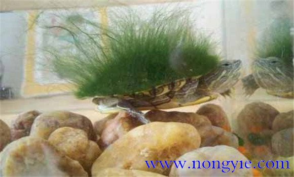 綠毛龜是保護(hù)動物嗎、綠毛龜怎么養(yǎng)