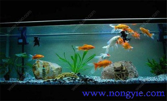 怎樣飼養(yǎng)金魚，飼養(yǎng)金魚注意事項(xiàng)和技術(shù)要點(diǎn)