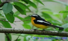 如何調(diào)教百靈鳥？百靈鳥的調(diào)教與訓(xùn)練方法