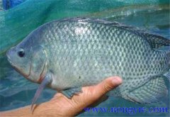 羅非魚的原產(chǎn)地是哪里，其生活習(xí)性如何？