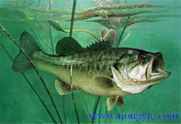 大口黑鱸養(yǎng)殖，飼養(yǎng)幼魚要注意哪些