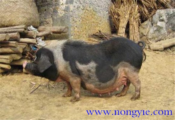 關(guān)嶺豬的產(chǎn)地、品種