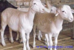 羊胃腸炎癥狀和治療的方法、病因是什么？