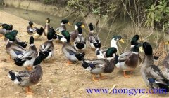 種鴨公母比例多少合適，種鴨的飼養(yǎng)與管理技術