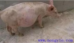 豬痹癥的癥狀表現(xiàn)有哪些，豬痹癥的治療方法