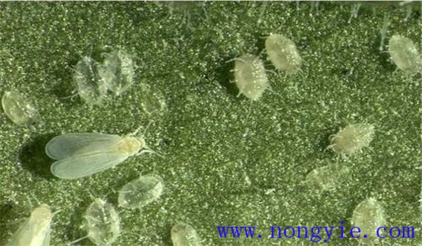 白粉虱怎么治，白粉虱用什么藥防治