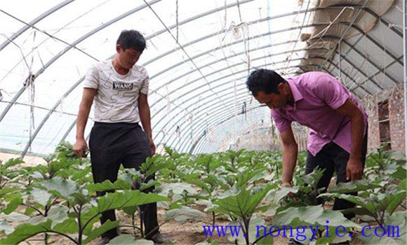 茄子栽培技術(shù)與管理要點