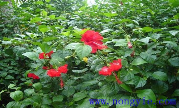 盆栽扶?；ㄔ趺答B(yǎng)才能開好花