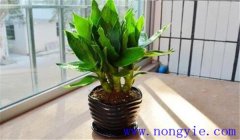 觀音竹怎么養(yǎng)才能長得好，關(guān)注這四點就夠了