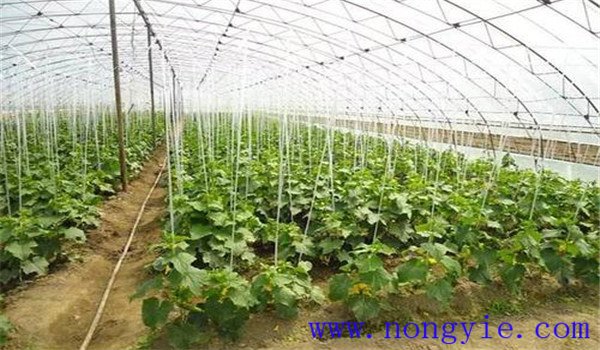 如何合理施用氮肥，施氮肥注意什么
