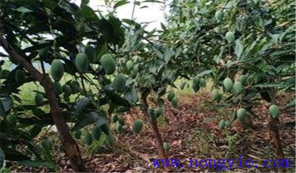 芒果原產(chǎn)地是哪個(gè)國家