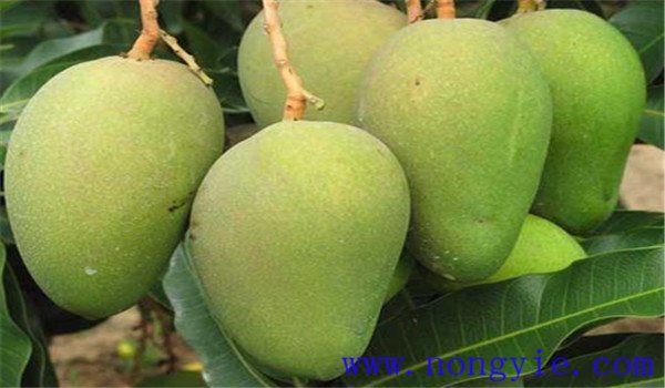 芒果的營養(yǎng)價(jià)值與經(jīng)濟(jì)價(jià)值