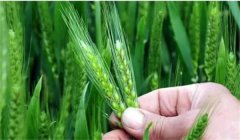 小麥揚(yáng)花期能澆水嗎？小麥揚(yáng)花期是什么時(shí)間