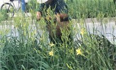 萱草要怎樣施肥？萱草的水肥管理