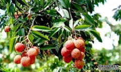 荔枝需要什么種植環(huán)境？荔枝種植技術有什么？