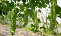 苦瓜種植技術(shù)與管理法？苦瓜該如何種植？