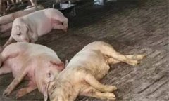 非洲豬瘟的癥狀是什么？如何預防非洲豬瘟？