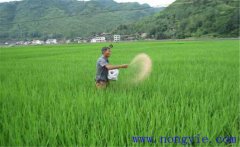 水稻用什么肥料好？水稻施肥需要注意的事項