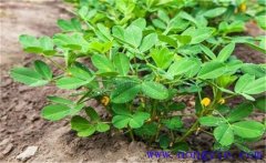 花生的需肥特點(diǎn)是什么？花生葉面噴肥關(guān)鍵技術(shù)