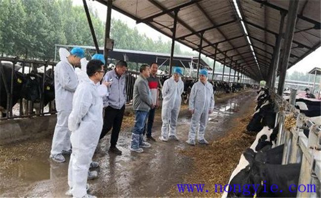 奶牛胚胎移植技術(shù)要點(diǎn)及需注意事項