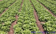 種植生菜如何施肥？生菜施肥方法簡(jiǎn)介