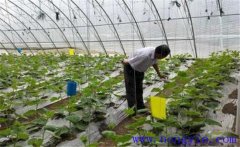 大棚蔬菜如何使用沖施肥，施用時要注意什么