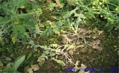 油菜病害有哪些？油菜病蟲害防治技術