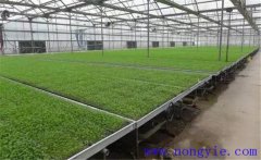 芹菜育苗方法和時間，芹菜育苗應(yīng)選擇什么品種