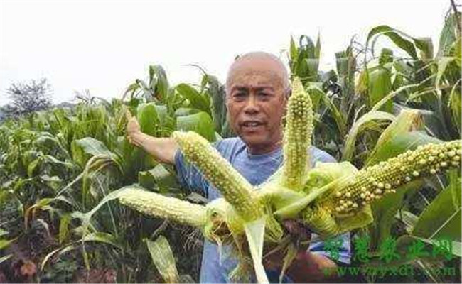 如何預防玉米空稈和禿頂