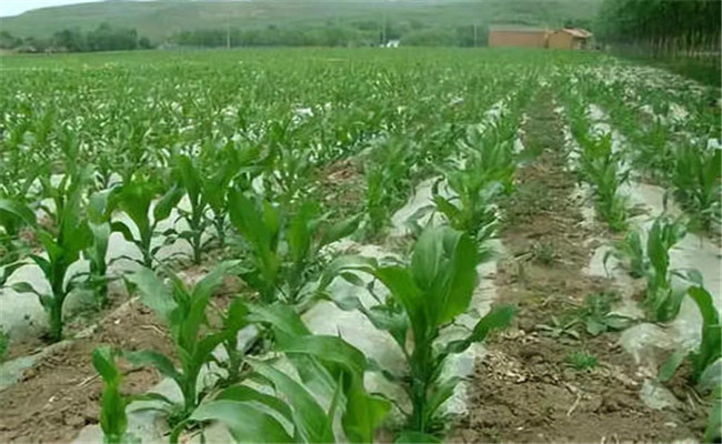 糯玉米地膜育苗栽培技術(shù)