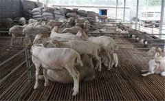 羊妊娠毒血癥如何預(yù)防、如何用藥？