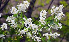 白鵑梅的形態(tài)特征與栽培管理要點(diǎn)，白鵑梅簡(jiǎn)介