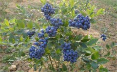 我國的藍莓產地在哪里？藍莓種植技術要點