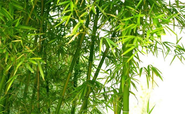 桂竹的生態(tài)習性及其變種、變型及品種