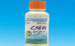 黃瓜為什么要噴乙烯利 噴施時間、濃度如何掌握