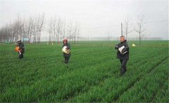 尿素怎么施不浪費(fèi)，施用尿素需要注意什么？