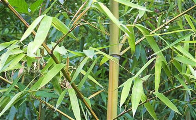 烏哺雞竹的變種、變型