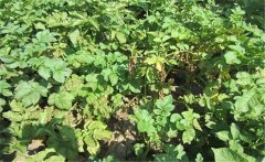 馬鈴薯黃萎病的癥狀特征、發(fā)病規(guī)律與防治方法