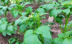 馬鈴薯青枯病的病原、癥狀、傳播方式防治方法